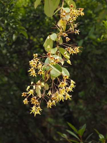 Stauntonia chinensis (Yaimogua) — photo