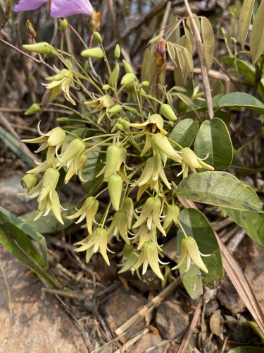 Stauntonia chinensis