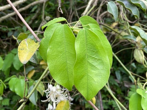 Stauntonia hexaphylla (Japanese Staunton vine) — photo