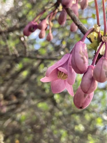 Stauntonia latifolia (Sausage vine) — photo