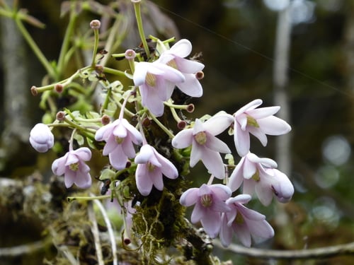 Stauntonia latifolia