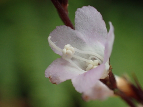 Staurogyne concinnula