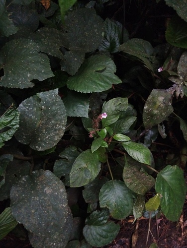 Staurogyne elongata (Cross flower) — photo