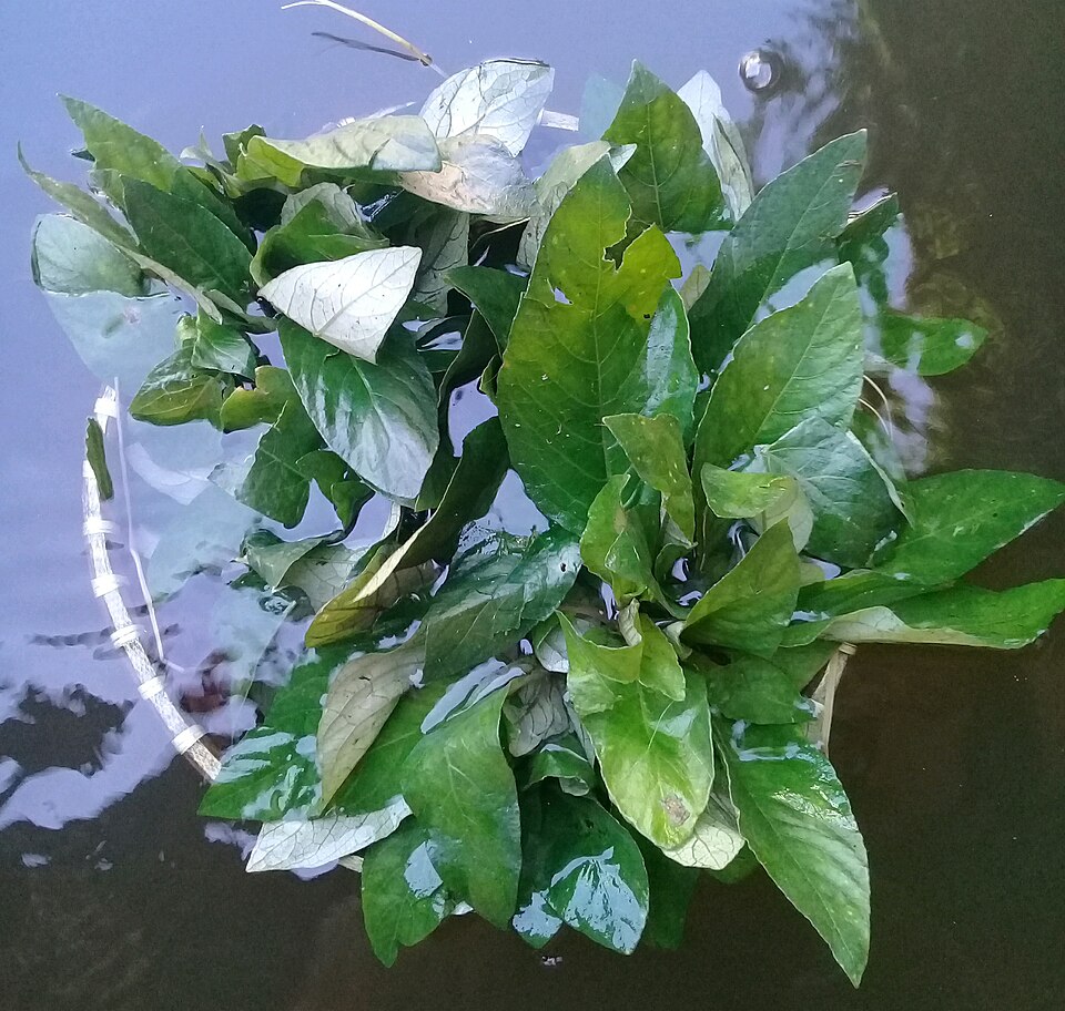 Staurogyne elongata (Cross flower) — photo