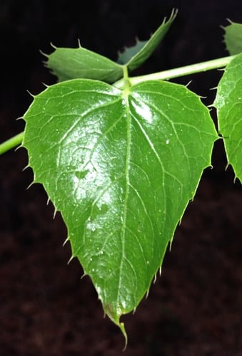 Steganotaenia araliacea
