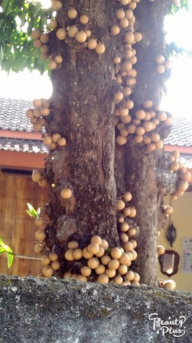 Stelechocarpus burahol (Kepel apple) — photo