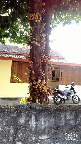 Stelechocarpus burahol (Kepel apple) — photo
