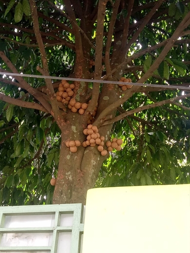 Stelechocarpus burahol