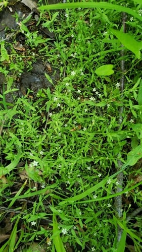 Stellaria alsine (Bog Chickweed) — photo
