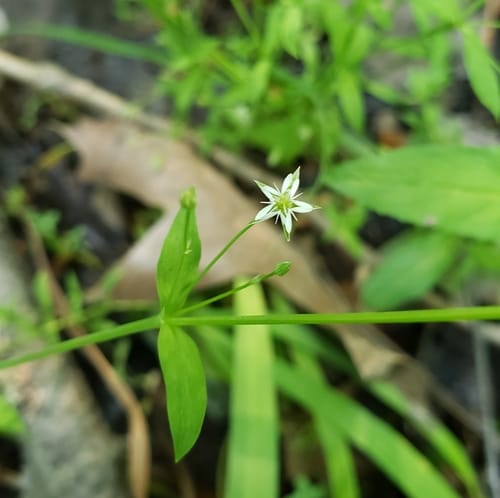 Stellaria alsine (Bog Chickweed) — photo