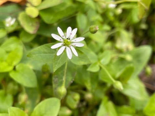 Stellaria aquatica — photo