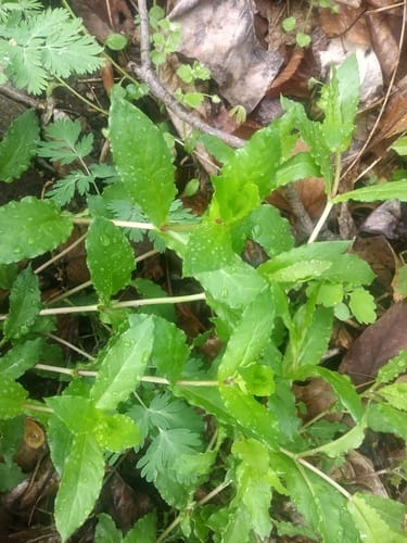 Stellaria aquatica — photo