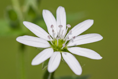 Stellaria aquatica