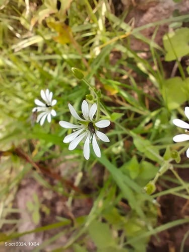 Stellaria cuspidata (Mexican chickweed) — photo
