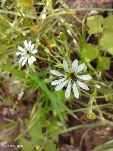 Stellaria cuspidata (Mexican chickweed) — photo