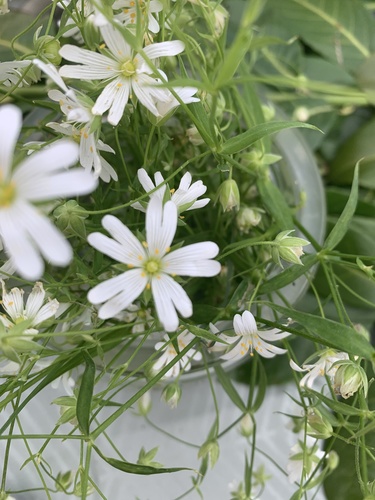 Stellaria holostea (Greater stitchwort) — photo