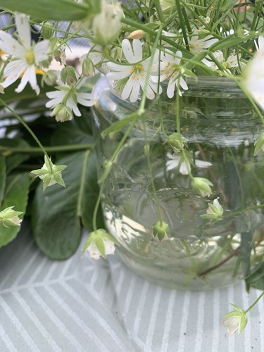 Stellaria holostea (Greater stitchwort) — photo