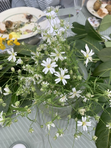 Stellaria holostea