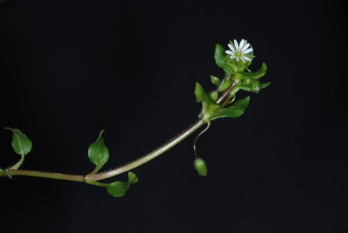 Stellaria media (Common Chickweed) — photo
