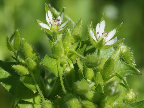 Common Chickweed