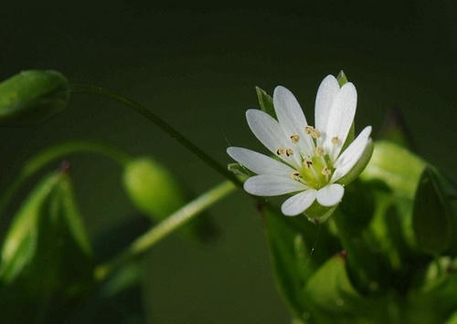 Stellaria neglecta (Common Chickweed) — photo