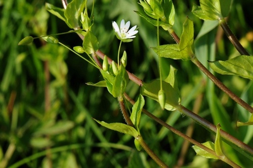 Stellaria neglecta (Common Chickweed) — photo