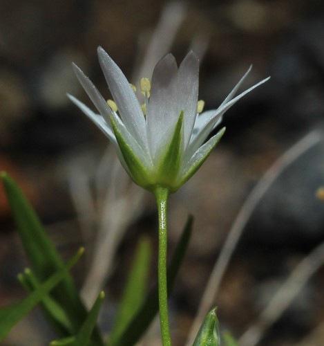 Stellaria nipponica — photo