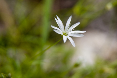 Stellaria nipponica — photo