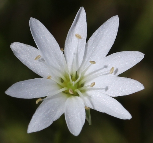 Stellaria nipponica