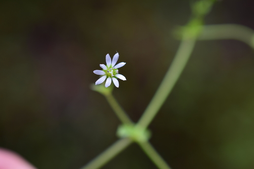 Stellaria ovata — photo