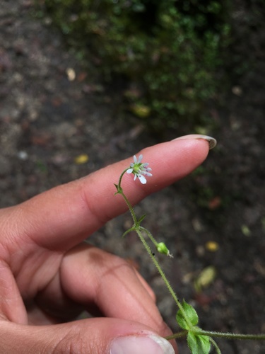 Stellaria ovata — photo