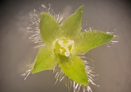 Stellaria pallida (Lesser chickweed) — photo