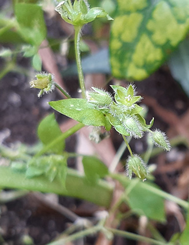 Stellaria pallida