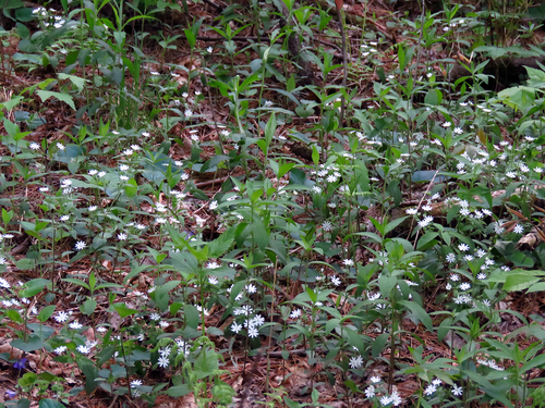 Stellaria pubera (Star chickweed) — photo