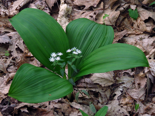 Stellaria pubera (Star chickweed) — photo