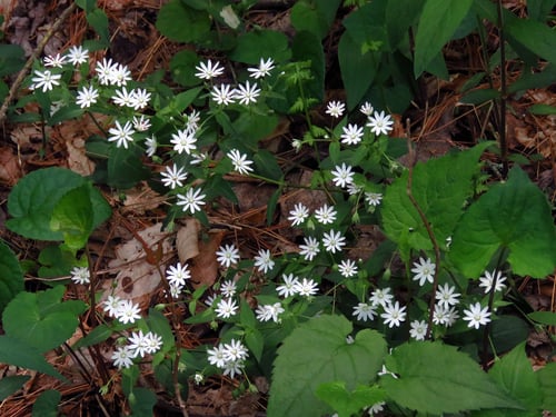 Stellaria pubera