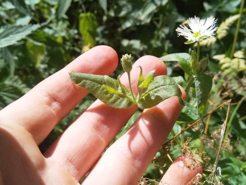Stellaria radians (Sui ban fan lu) — photo
