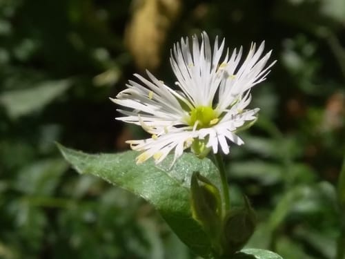 Stellaria radians (Sui ban fan lu) — photo