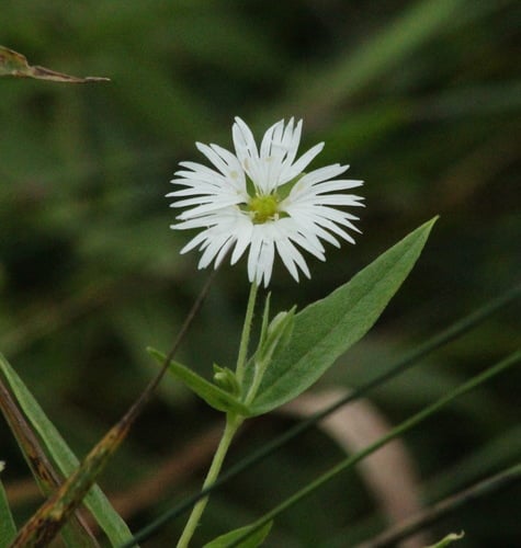 Stellaria radians