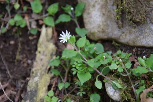 Stellaria sessiliflora — photo