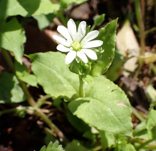 Stellaria sessiliflora — photo