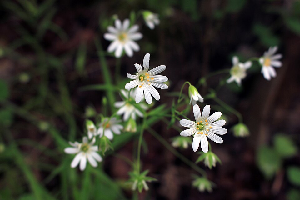 Stellaria sp. — photo