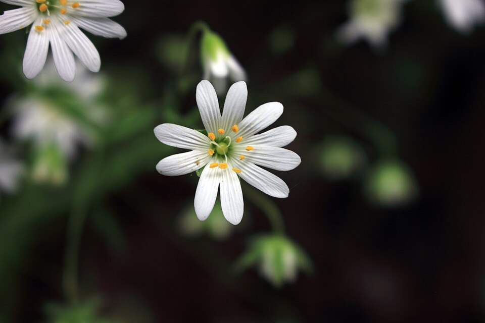 Stellaria sp.