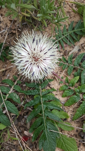 Stemmacantha acaulis