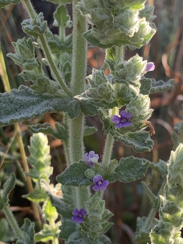 Stemodia lythrifolia — photo