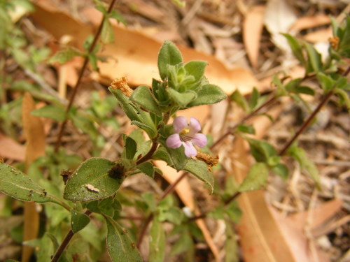 Stemodia lythrifolia — photo