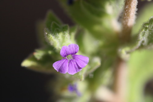 Stemodia lythrifolia