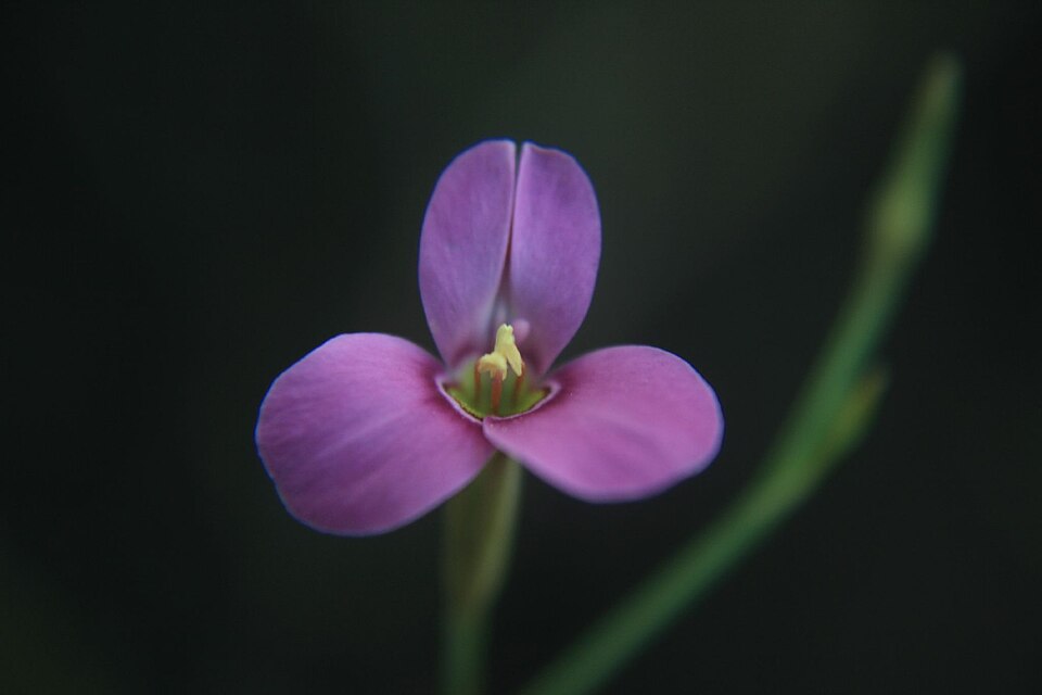 Stemodia sp.