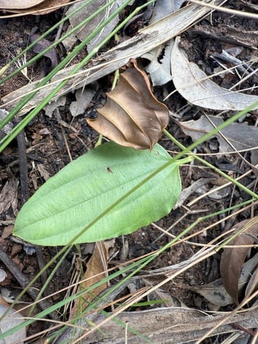 Stemona australiana — photo