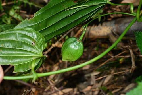 Stemona tuberosa (Bach bo) — photo